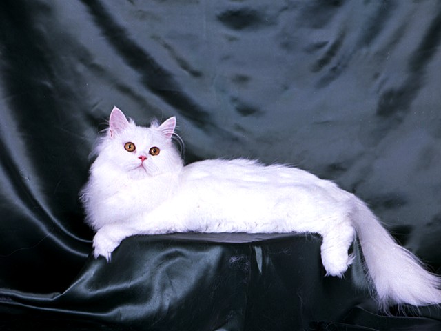 Blanche, White Persian